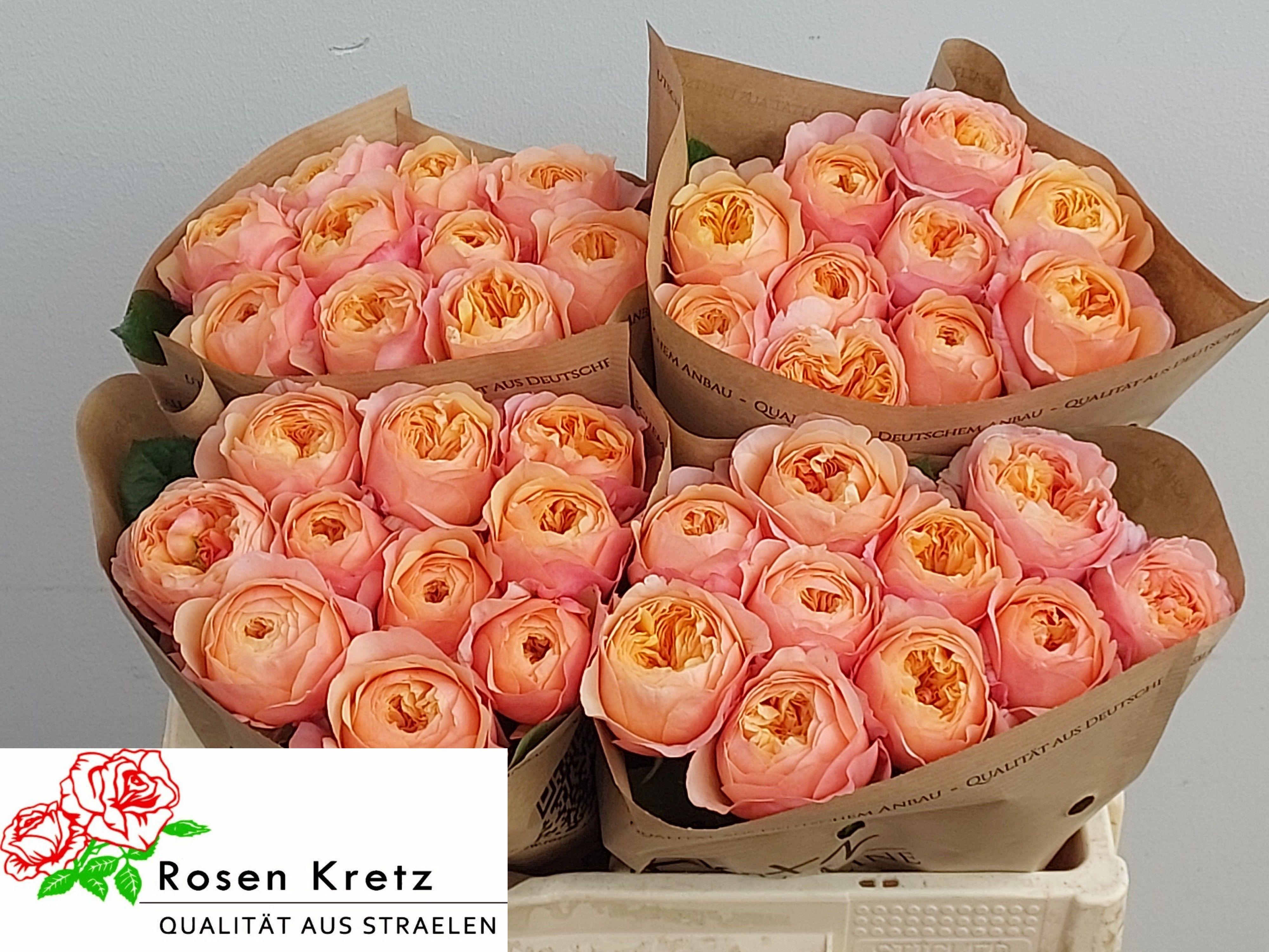 10x Rosa dorset! 50cm