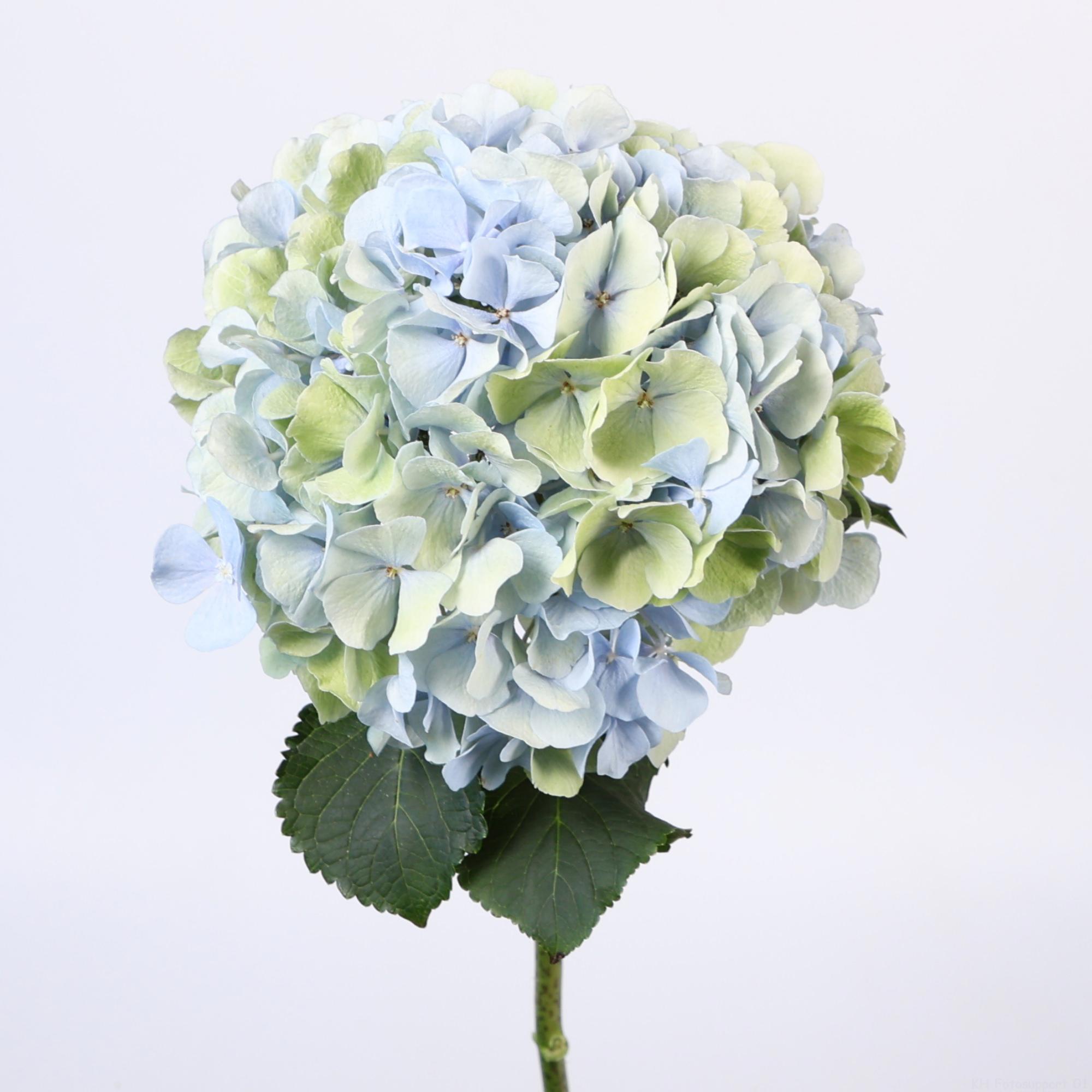 10x Hydr.verena blauw classic 80cm