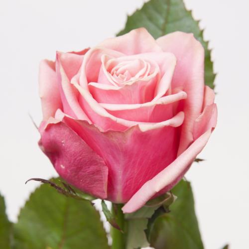 10x Rosa adele 50cm