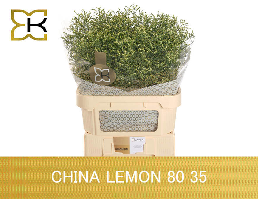 25x Lim.china lemon 80cm