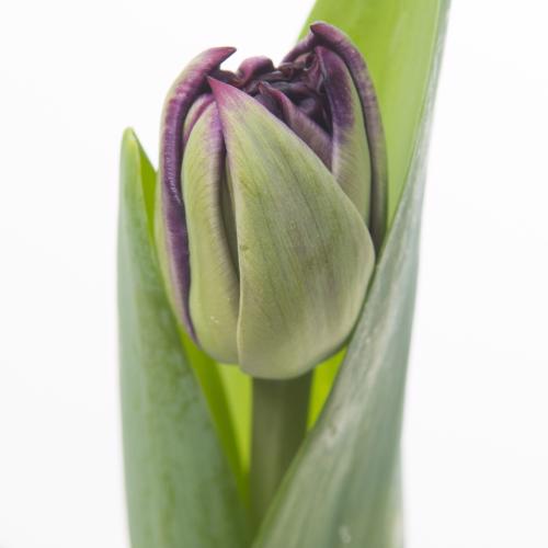 50x Tulipa palmyra du 40cm