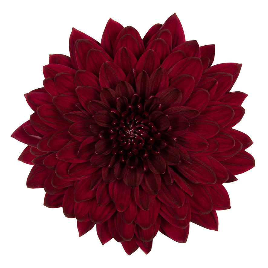 10x Chrysant pip red g 70cm