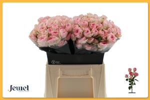 10x Rosa yvette 40cm