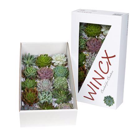 15x Echeveria mix var.wincx 10cm