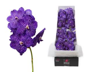 10x Vanda nit.tweed blue 20cm