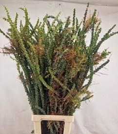 5x Acacia st.elena 60cm