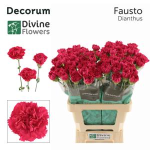 20x Dian.st.fausto 60cm