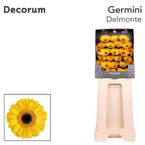 25x Germ.delmonte 70cm