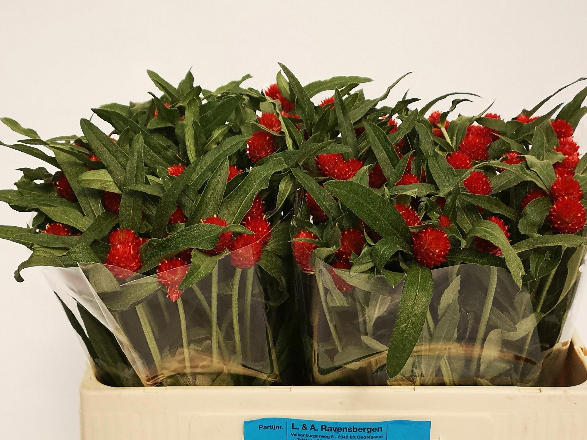 50x Gomphrena strawberry fields 50cm