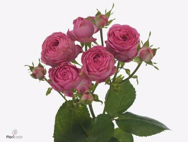 10x Rosa pretty giselle 50cm
