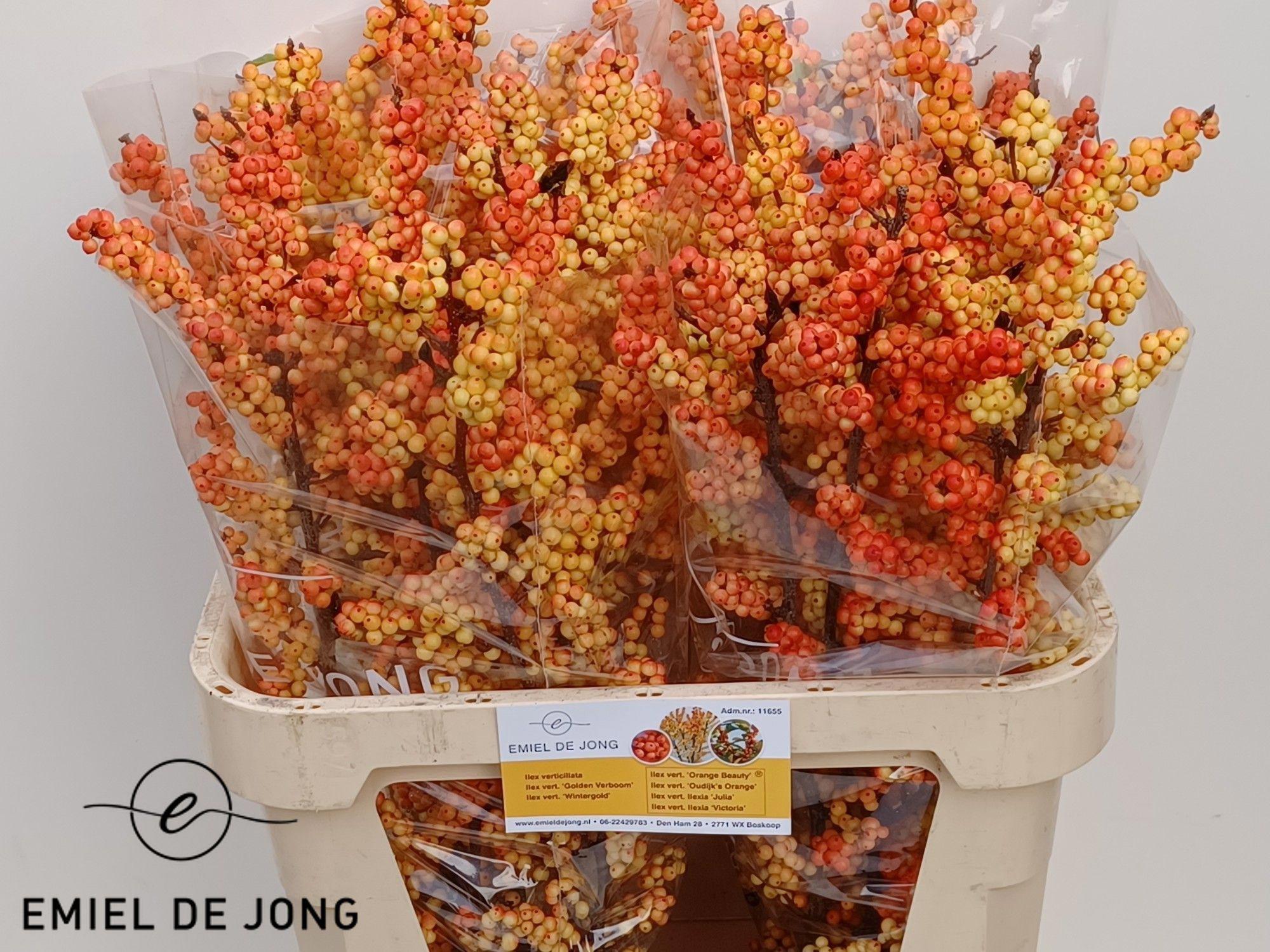 5x Ilex ilexia victoria 80cm