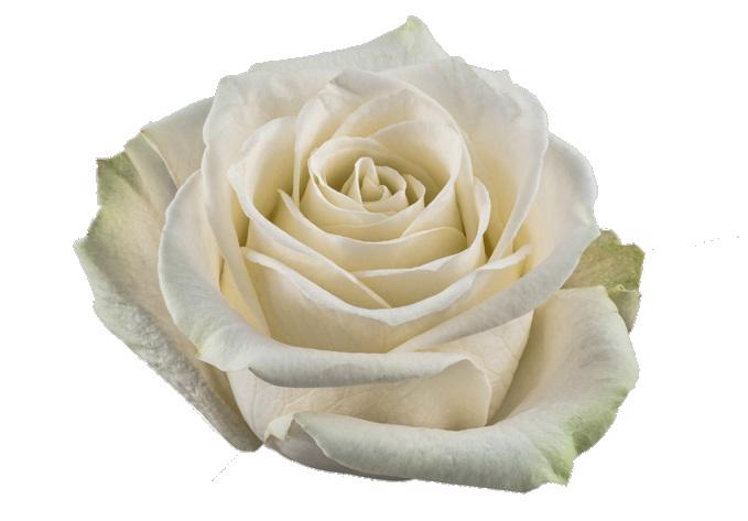 25x Rosa vendela 50cm