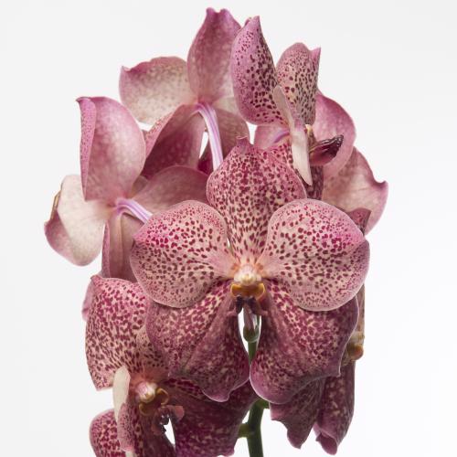 16x Vanda sun.leopard coral