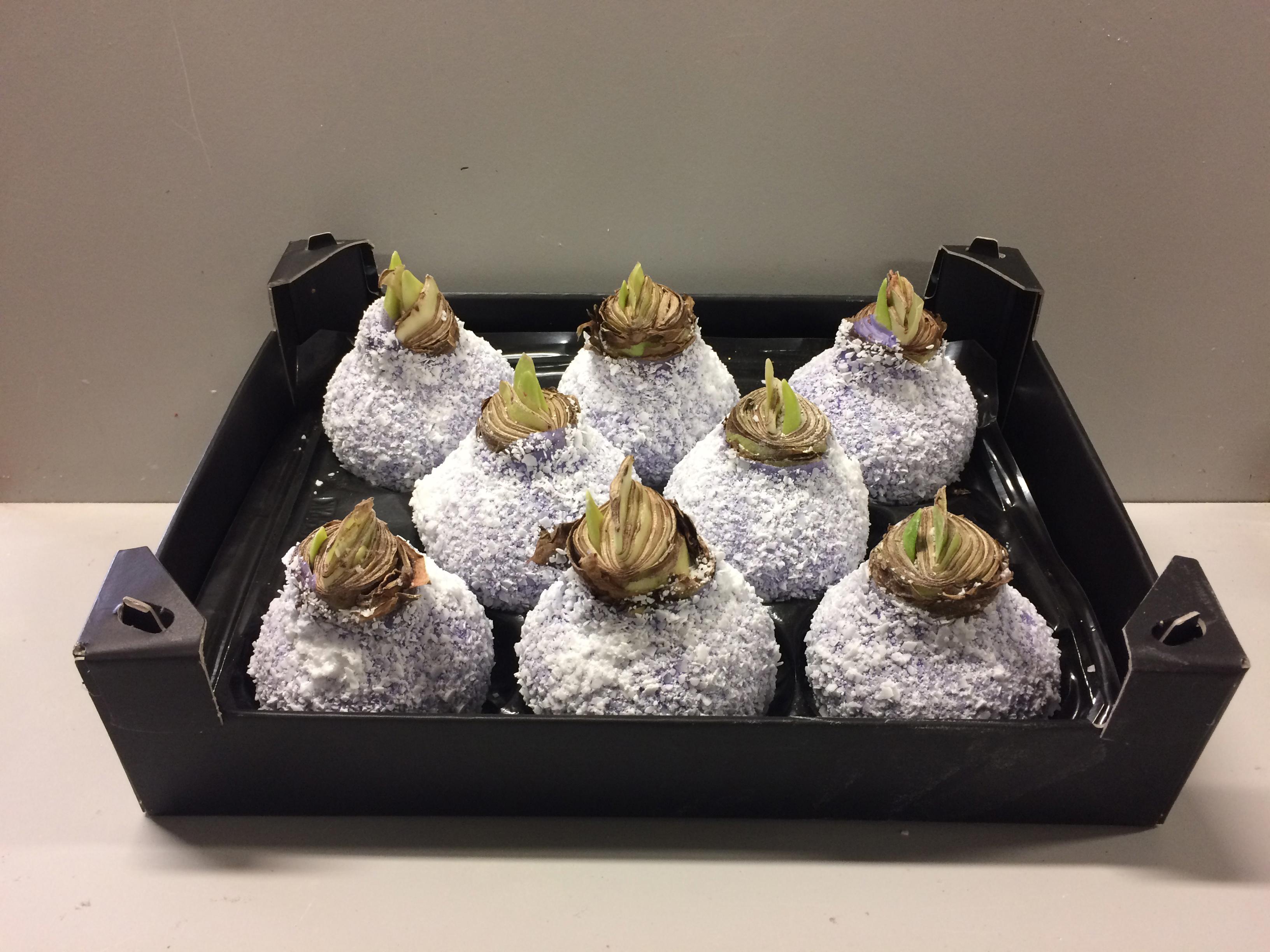 8x Dc wax hipp.lavendel sneeuw