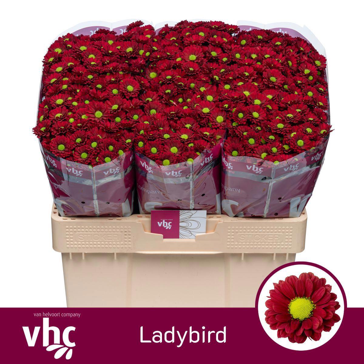 25x Chrysant san.ladybird 50cm