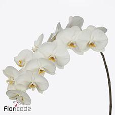 12x Phal.alba royale 70cm