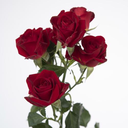 10x Rosa dominica 50cm