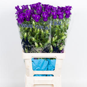 10x Camp.med.champ.blue 70cm