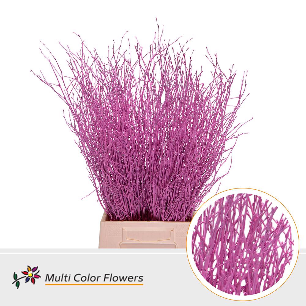 10x Tk betula roze(bos) 70cm