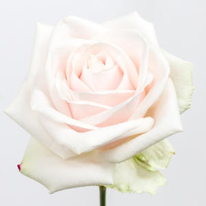10x Rosa lovely avalanche 60cm