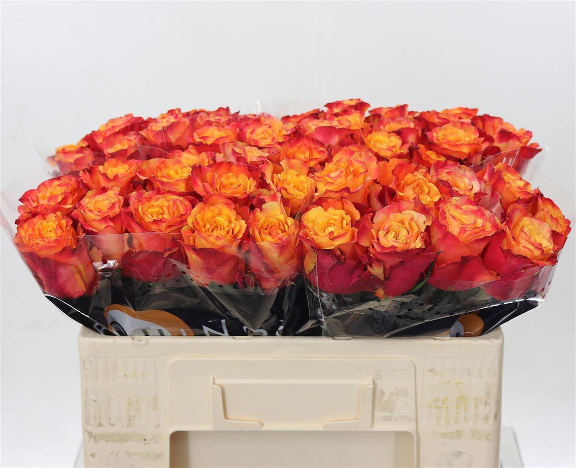 20x Rosa fire fly 50cm