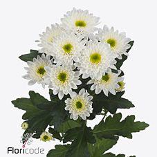 10x Chrysant commander 60cm