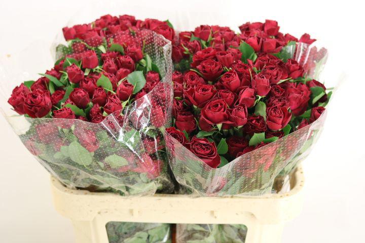 10x Rosa red trendsetter 70cm