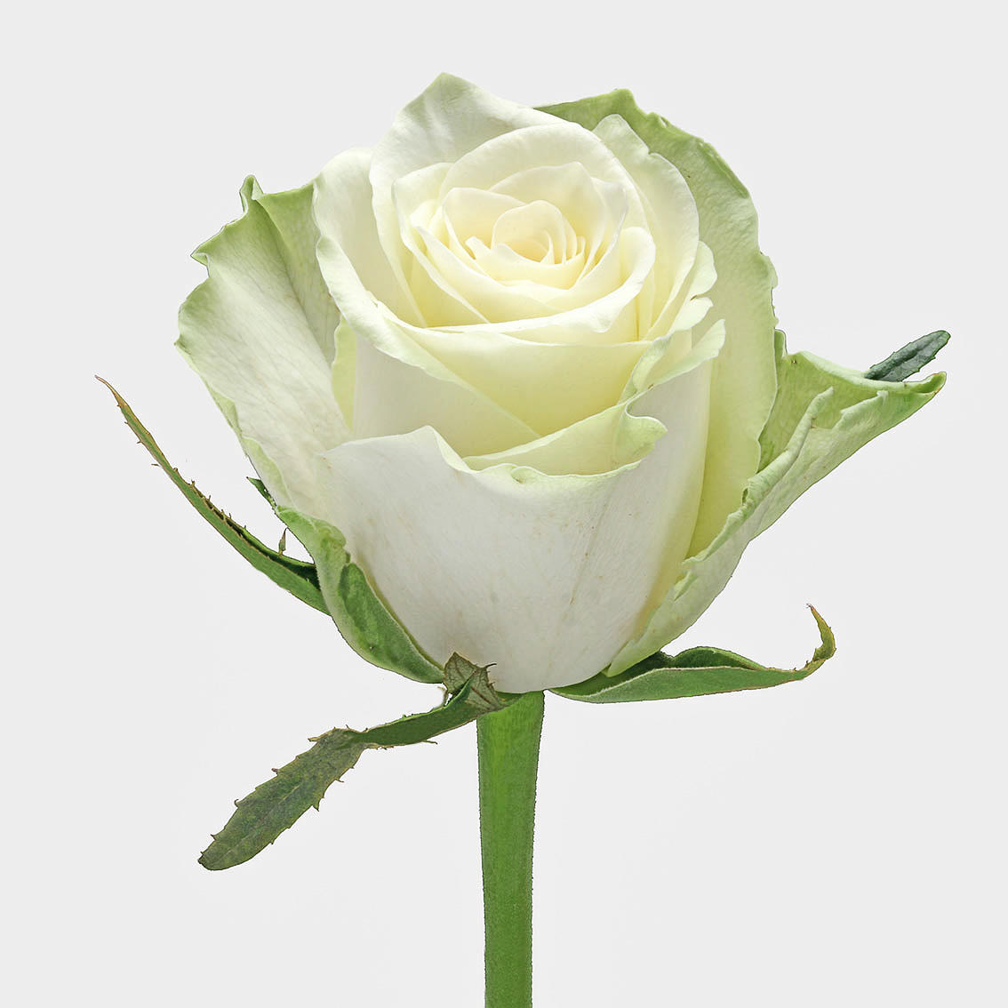 20x Rosa athena 50cm