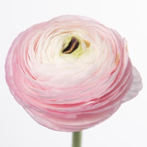 50x Ran.aazur light pink 30cm