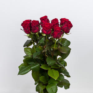 10x Rosa red naomi! 50cm