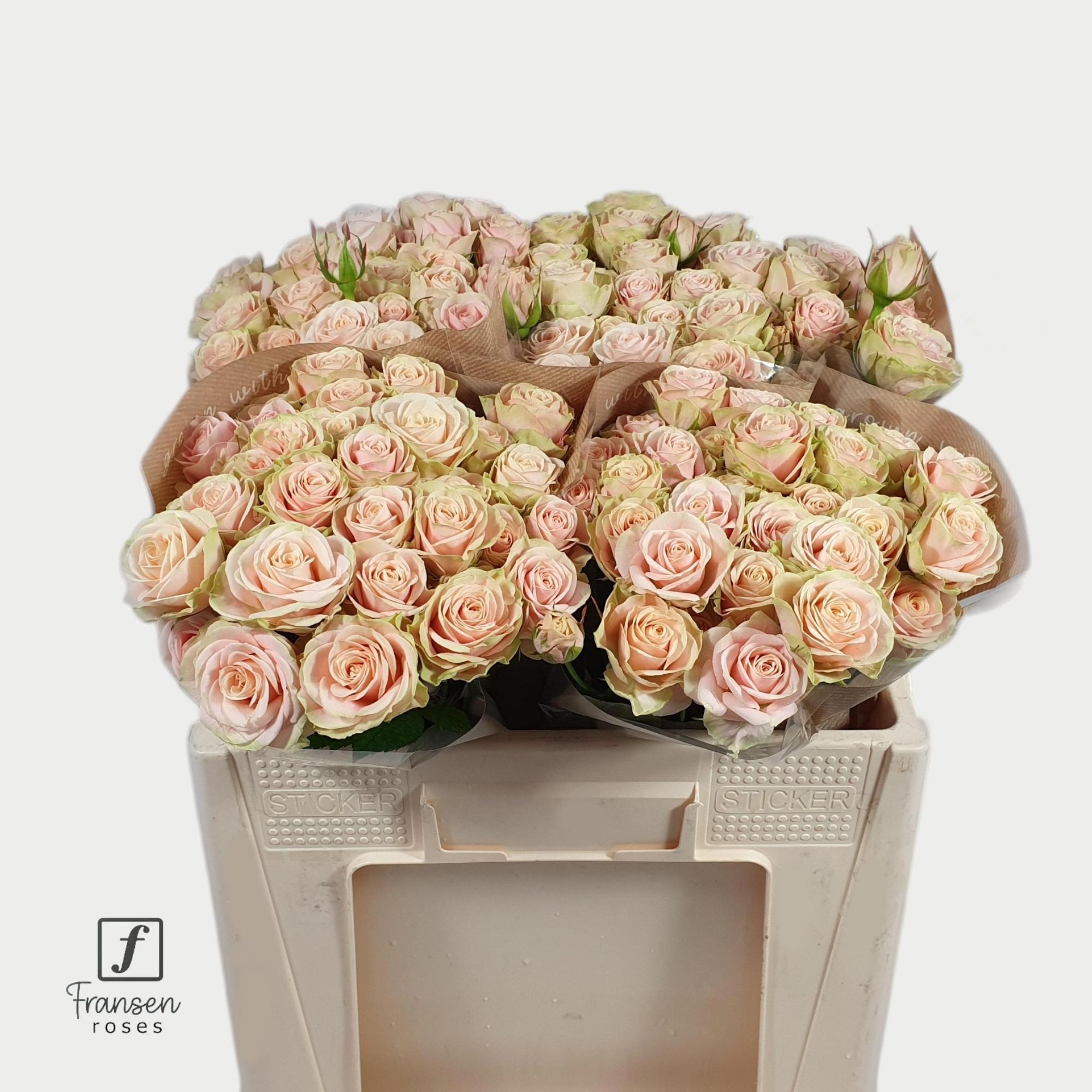 10x Rosa tr. whitney 50cm