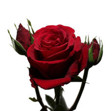 10x Rosa avalanche+ 50cm