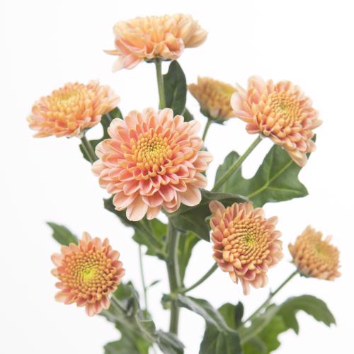 25x Chrysant san.ellison salmon 50cm
