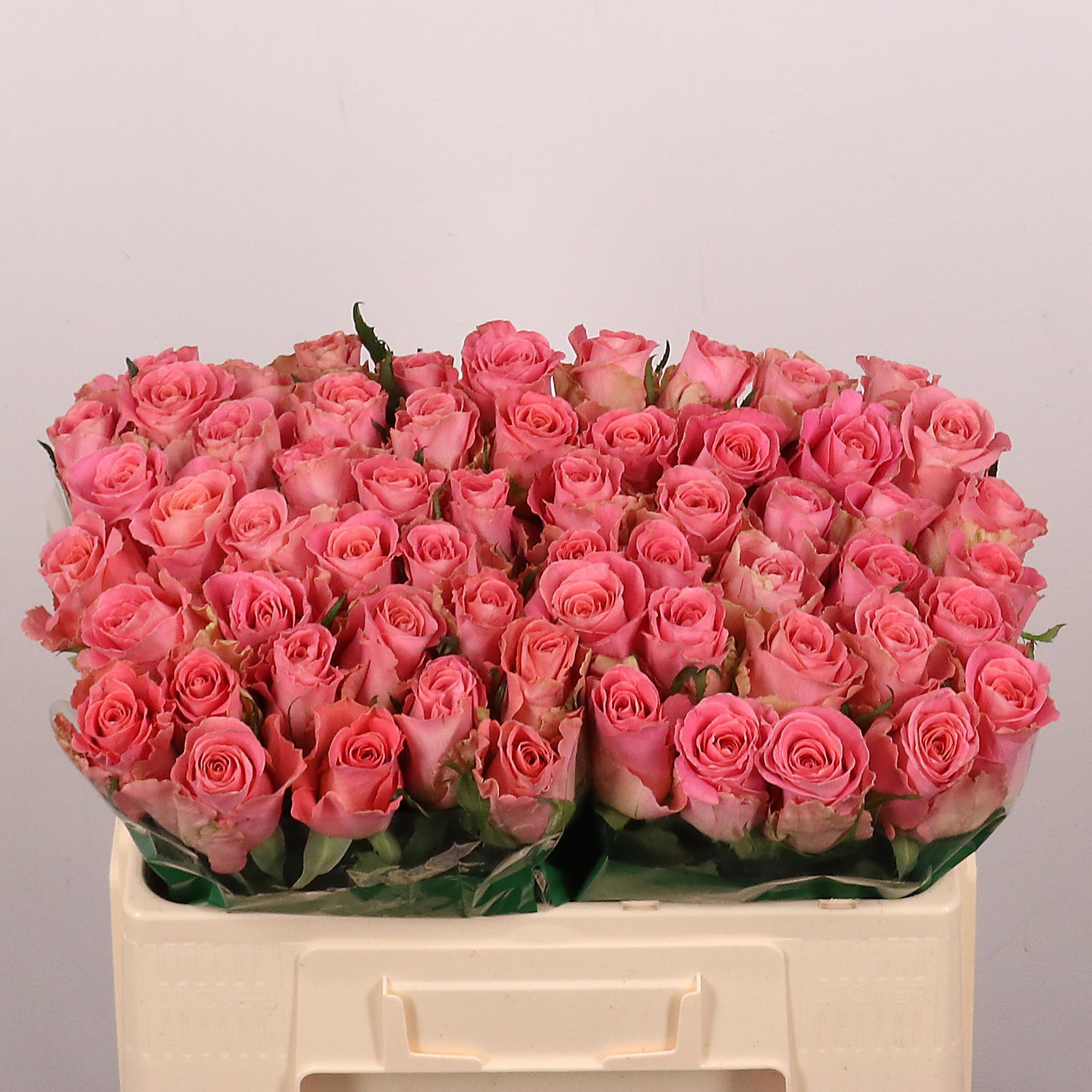 20x Rosa hermosa+ 50cm