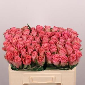 10x Rosa hermosa+ 50cm