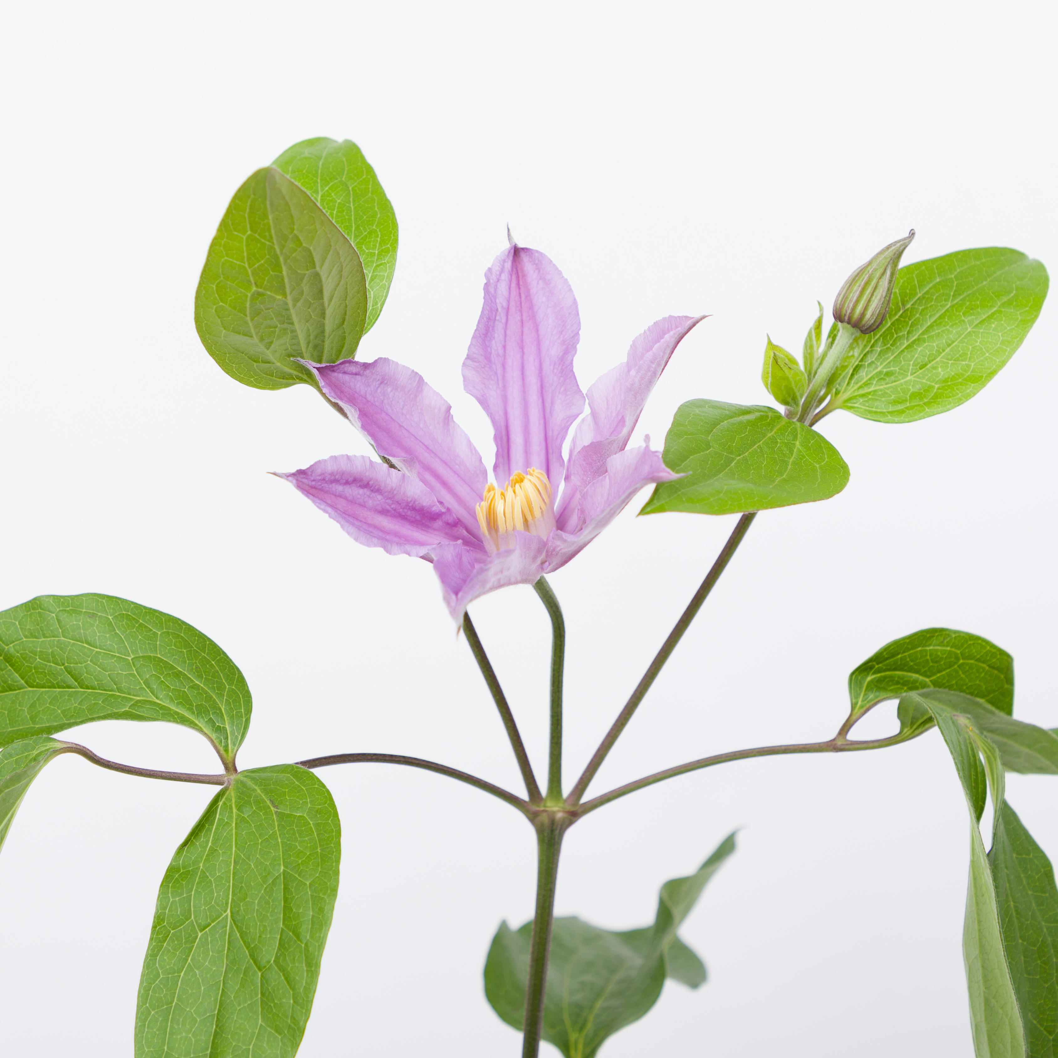 10x Clematis amazing london 60cm