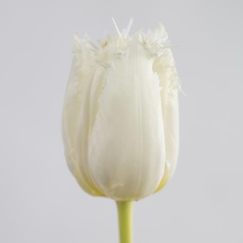 50x Tulipa north pole gf 30cm