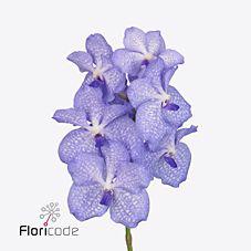 16x Vanda kan.angelite