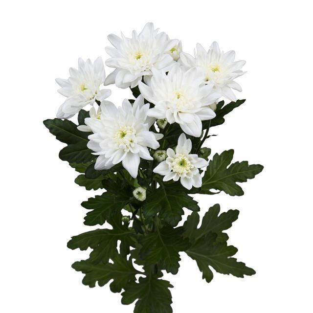10x Chrysant pina colada 70cm