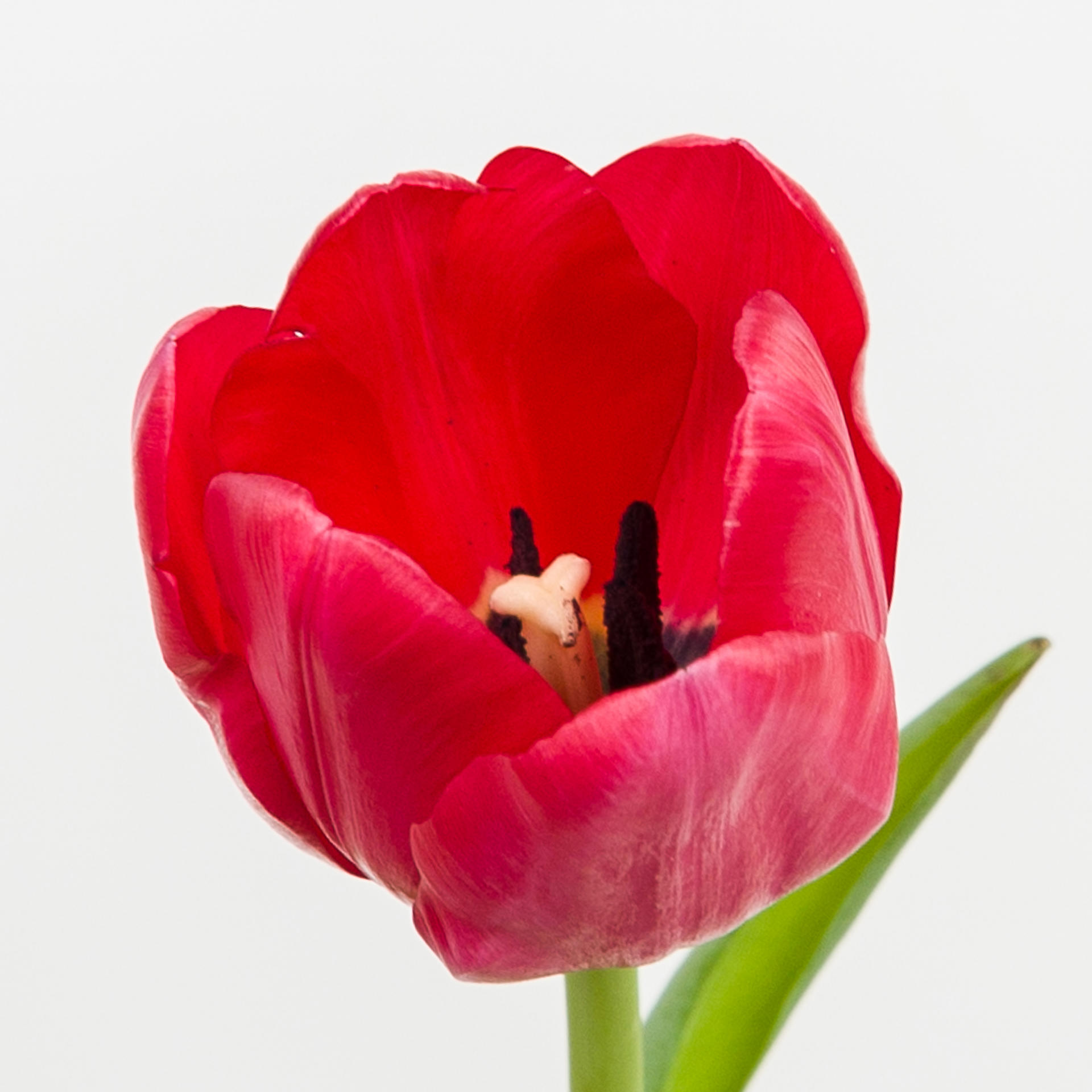 50x Tulipa ile de france en 30cm