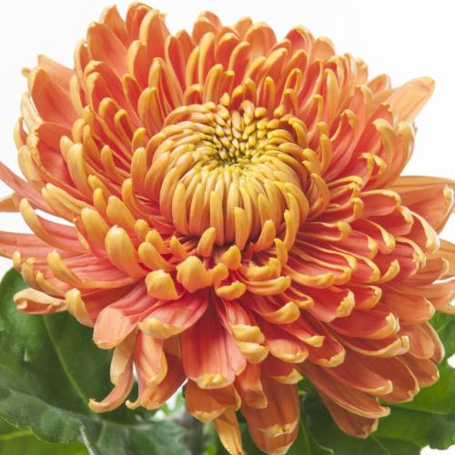 40x Chrysant astro g 60cm