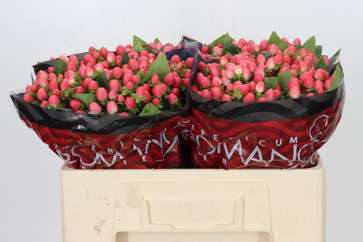 25x Hyper.sweet romance 50cm