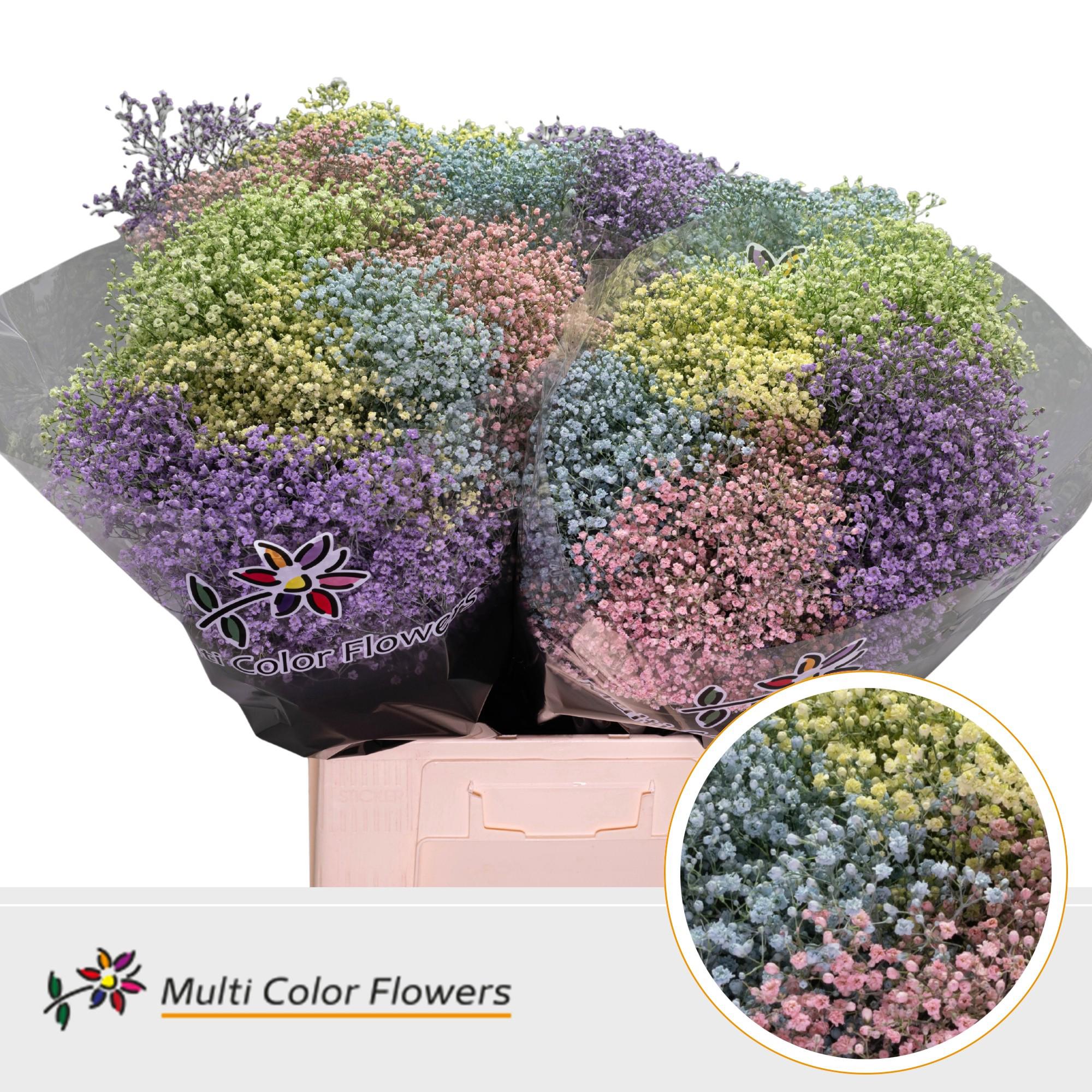 25x Gipskruid m.stars pastel mix 70cm