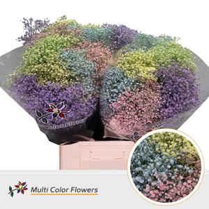 25x Gipskruid m.stars pastel mix 70cm