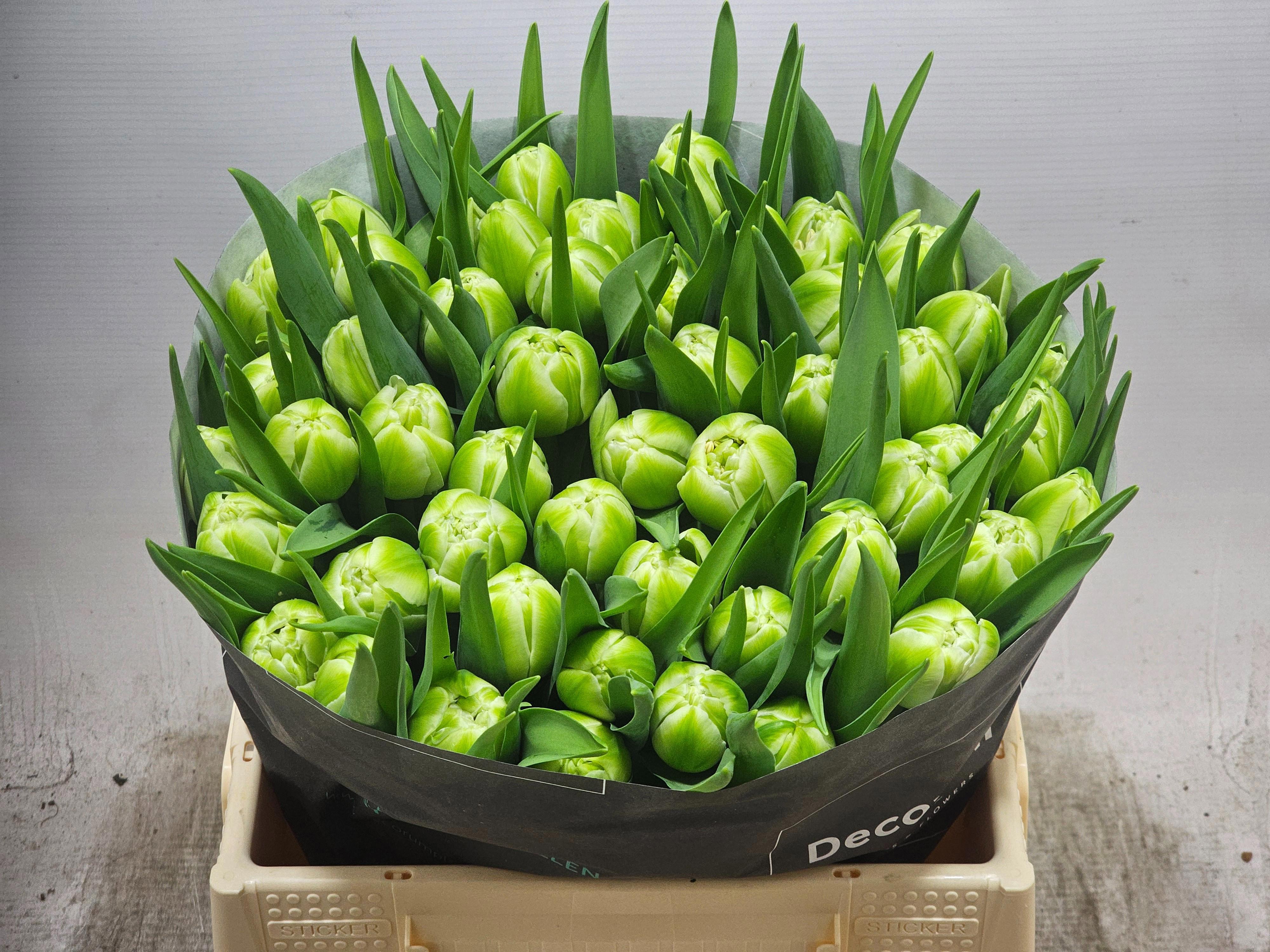 50x Tulipa avant garde du 30cm