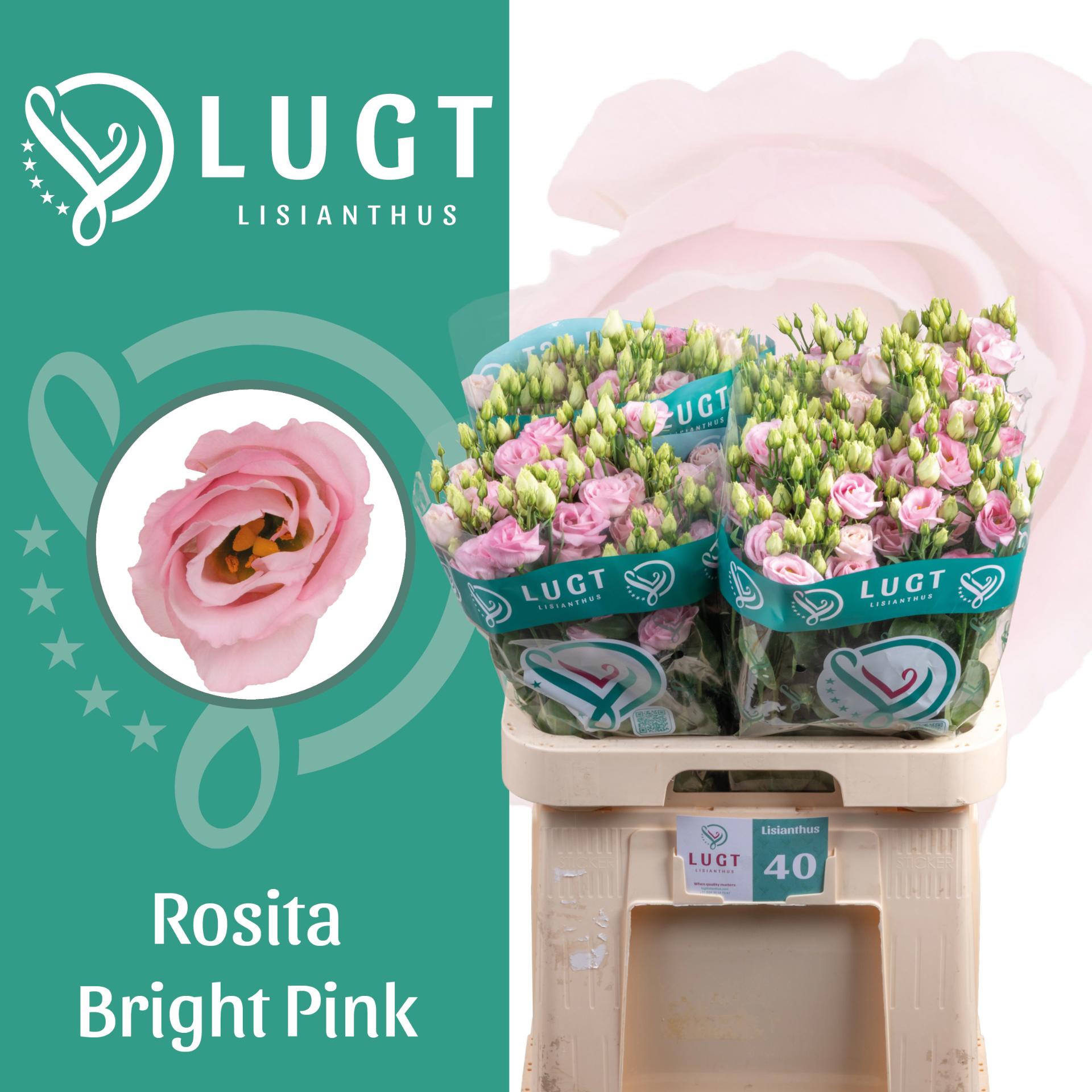10x Eust.rosita bright pink du 70cm
