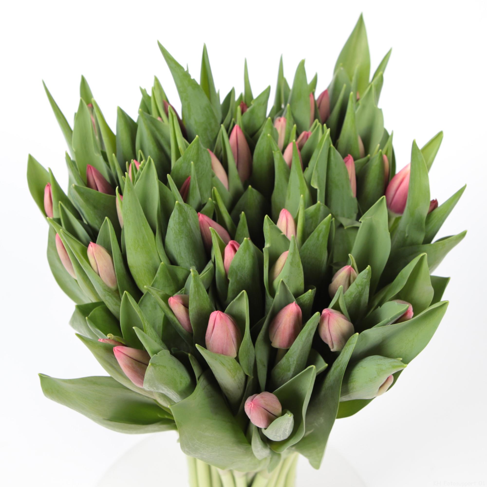 50x Tulipa 1 rood/wit en 40cm