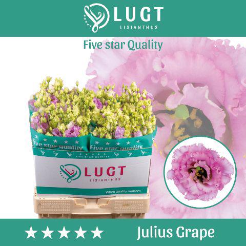 10x Eust.julius grape du 70cm