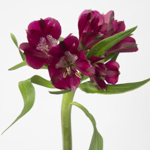 10x Alstroemeria kamala 70cm