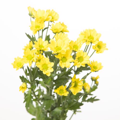 25x Chrysant san.madiba ringa yellow 50cm